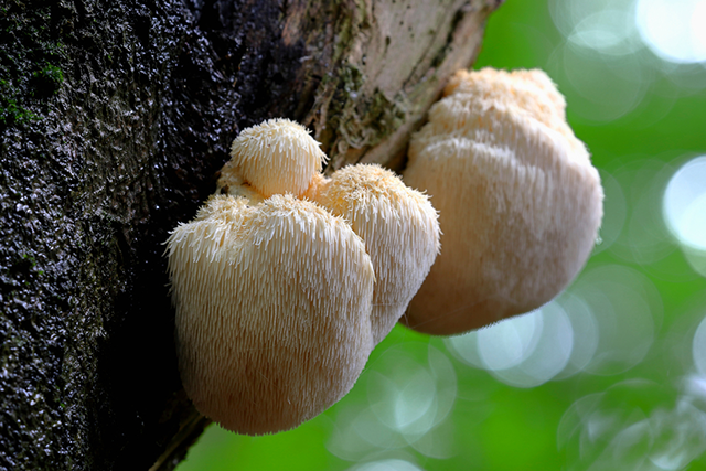 A close up of some mushrooms on the side of a tree
